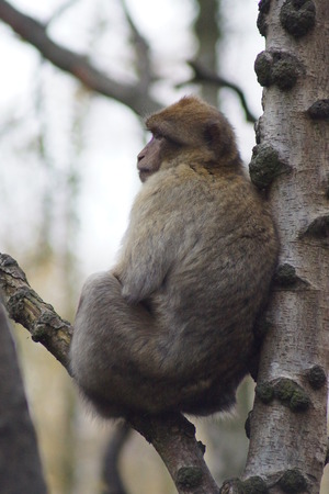 The European Monkey - Barbary Macaque - Macaca sylvanus