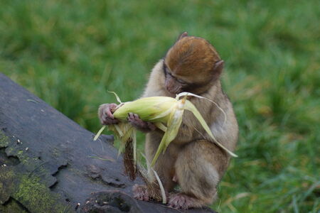 The European Monkey - Barbary Macaque eating corn - Macaca sylvanusの写真素材
