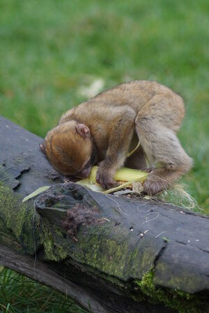 The European Monkey 