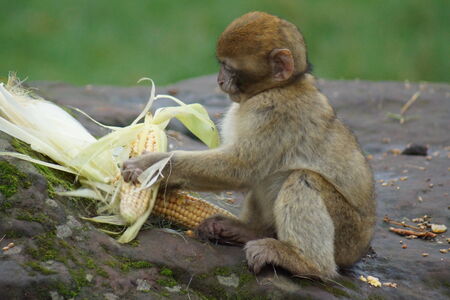 The European Monkey の写真素材