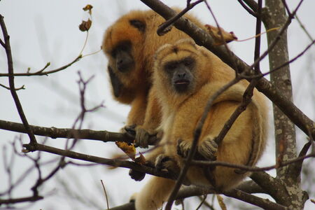 Black Howler Monkey - Alouatta caraya in the trees