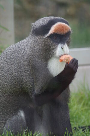De Brazza\'s Monkey - Cercopithecus neglectus 