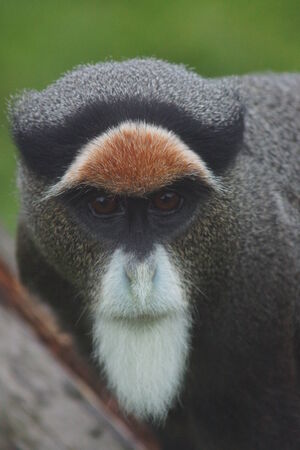 De Brazza's Monkey - Cercopithecus neglectus - wild primateの写真素材