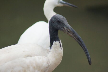 A Wild African Sacred Ibis - Threskiornis aethiopicusの写真素材