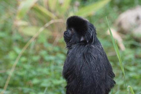 A small black Goeldi's Marmoset - Callimico goeldii