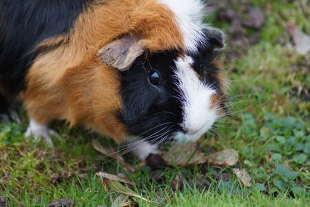 A Guinea Pig - Cavia porcellus grazing on grass