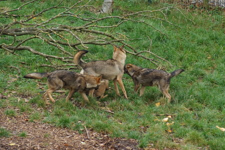 Images from within a pack of Iberian Wolf - Canis lupus signatus