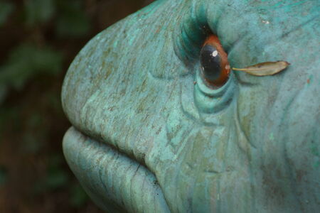 Mamenchisaurus - a wild extinct prehistoric long-necked dinosaurの写真素材