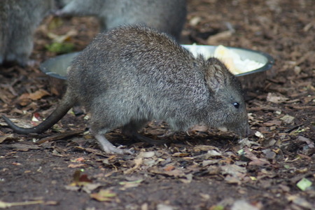 A small Long-nosed Potaroo - Potarous tridacylusの写真素材