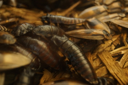 Infestation of Madagascan Hissing Cockroach - Gromphadorhina portentosaの写真素材
