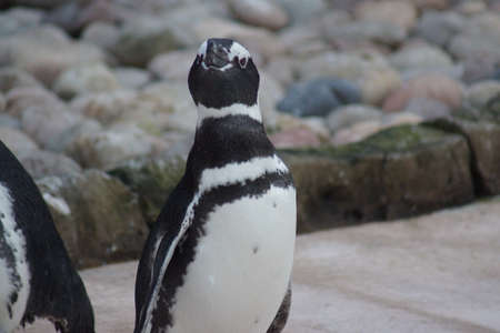 Magellanic Penguin - Spheniscus magellanicus - Flock of Penguinsの写真素材