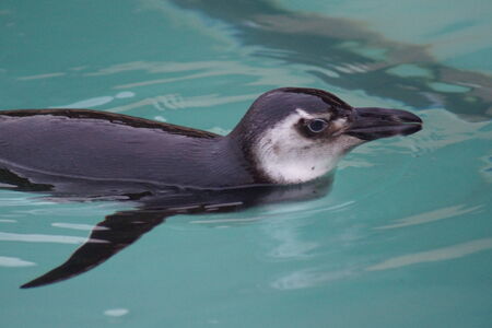 Magellanic Penguin - Spheniscus magellanicus - Flock of Penguinsの写真素材