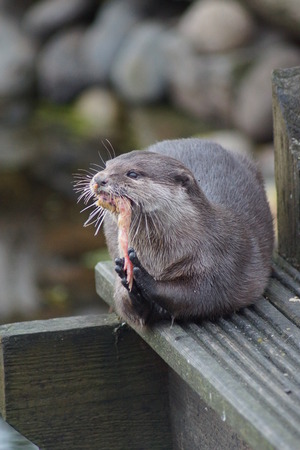 A wild Oriental Small-clawed Otter - Aonyx cinereaの写真素材