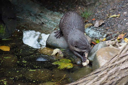 A wild Oriental Small-clawed Otter - Aonyx cinereaの写真素材