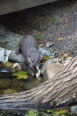 A wild Oriental Small-clawed Otter - Aonyx cinereaの写真素材