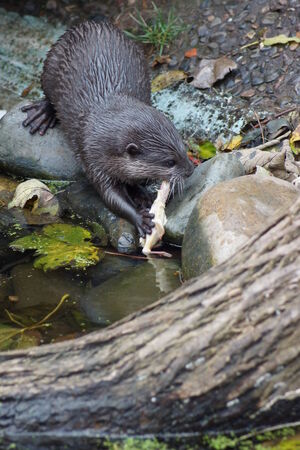 A wild Oriental Small-clawed Otter - Aonyx cinereaの写真素材