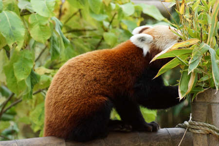 A small cute Red Panda - Ailurus fulgensの写真素材