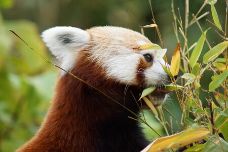 A small cute Red Panda - Ailurus fulgensの写真素材