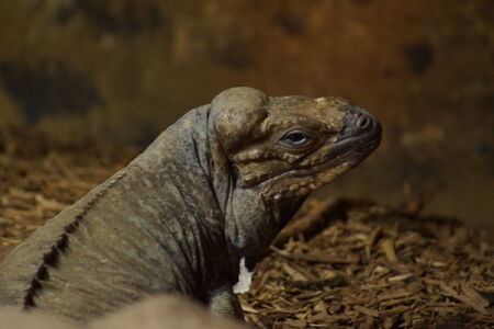 A large wild Rhinoceros Iguana - Cyclura cornutaの写真素材