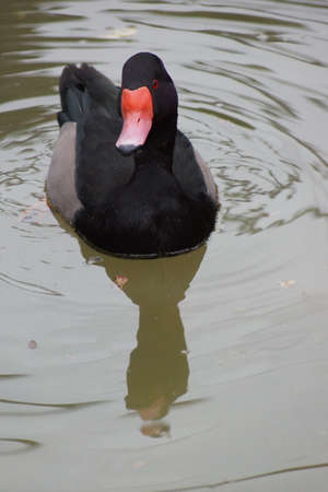 A Rosy-billed Pochard - Netta peposaca floating on waterの写真素材