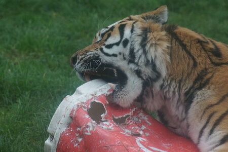 A Large Siberian Tiger - Panthera tigris altaicaの写真素材