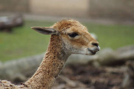 Vicuna - vicuna vicuna - wild member of the camel familyの写真素材