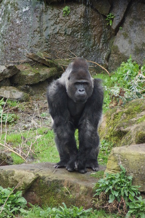 A Western Lowland Gorilla - Gorilla gorilla gorilla