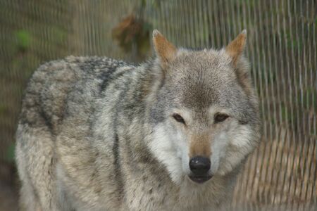 A large wild Grey Wolf - Canis lupus