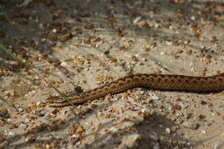 A wild UK native Adder - Vipera berus
