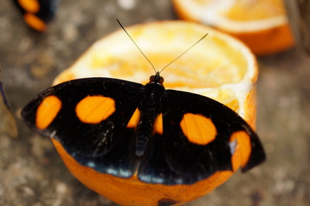 Vibrant tropical butterfly - Grecian Shoemaker - Catonephele numilia