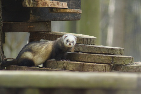 A UK native European Polecat - Mustela putoriusの写真素材