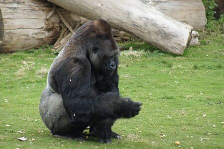 A Western Lowland Gorilla 