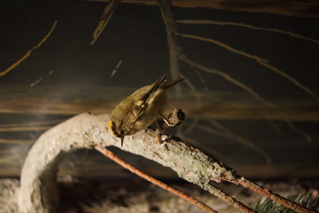 A small perching wild native Goldcrest - Regulus regulusの写真素材