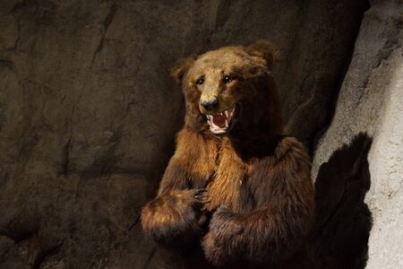 A large wild cave Brown Bear - Ursus arctosの写真素材