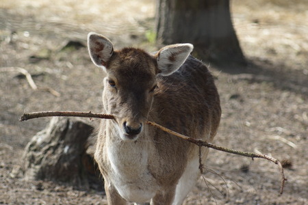 A wild native Fallow Deer - Dama damaの写真素材