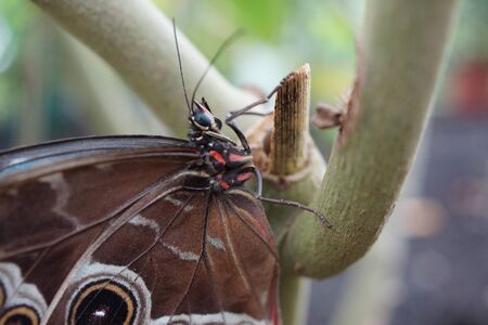 Vivid tropical butterfly - Blue Morpho - Morpho peleides