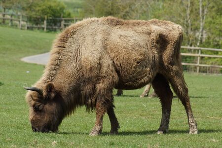 The European Bison or Wisent - Bison bonasusの写真素材