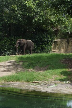 Inside a herd of African Bush Elephant - Loxodonta africanaの写真素材