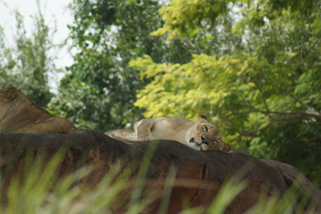 Inside a pride of African Lion - Panthera leoの写真素材