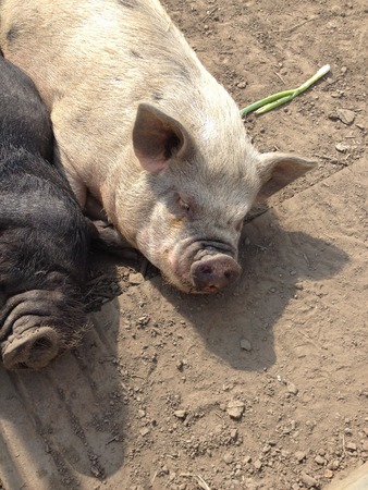 On the farm Domestic Pig - Sus scrofa domesticusの写真素材
