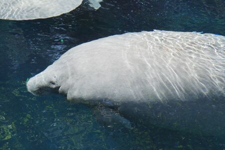 Inside a group of Florida Manatee - Trichechus manatus latirostrisの写真素材