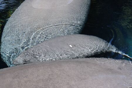 Inside a group of Florida Manatee - Trichechus manatus latirostrisの写真素材
