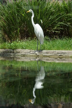 A large wild Great Egret - Ardea albaの写真素材