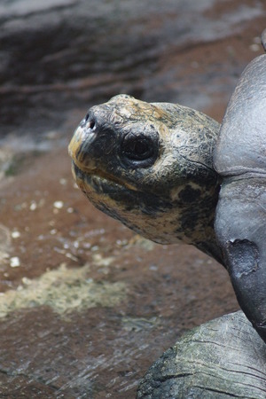 A large wild Galapagos Tortoise - Chelonoids nigraの写真素材
