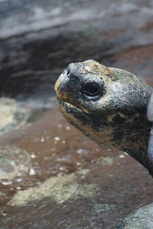 A large wild Galapagos Tortoise - Chelonoids nigraの写真素材