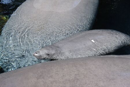 Inside a group of Florida Manatee - Trichechus manatus latirostrisの写真素材