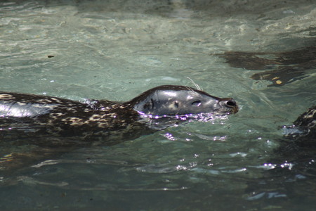 Inside a pod of Harbor Seal - Phoca vitulinaの写真素材
