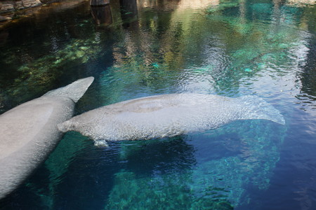 Inside a group of Florida Manatee - Trichechus manatus latirostrisの写真素材
