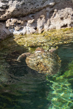 A large Green Sea Turtle - Chelonia mydasの写真素材