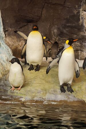 A mixed flock of King Penguin and Adelie Penguinの写真素材